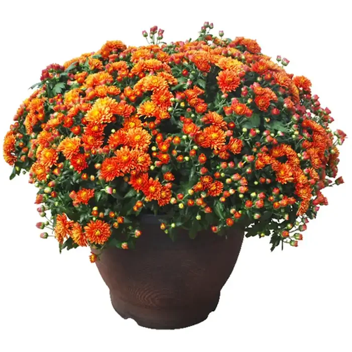 14.0 Garden Mum