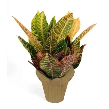 6″ Croton Assorted