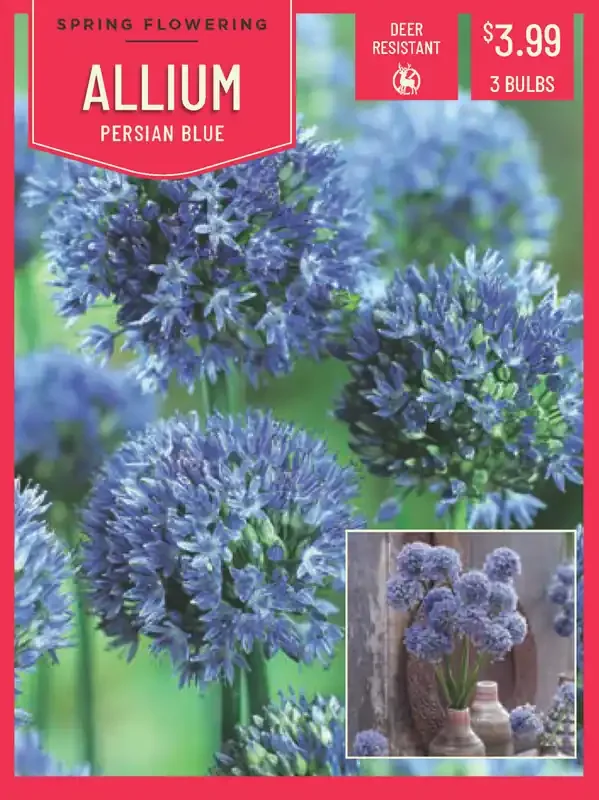 Allium Persian Starlight Mix 5Ct
