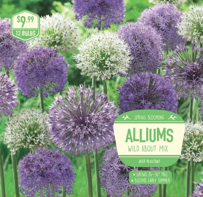 Alliums Wild About Mixed, 12 ct