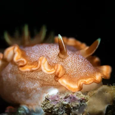 Anilao Philippines Ultimate Photo Workshop December 2025