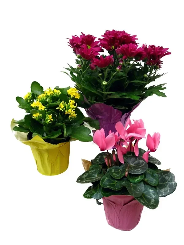 Assorted Blooming Flowering Plants