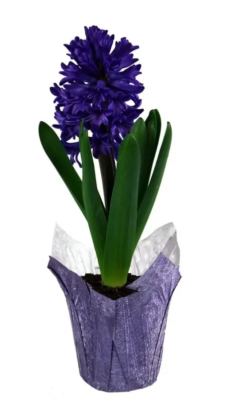 Assorted Bulbs