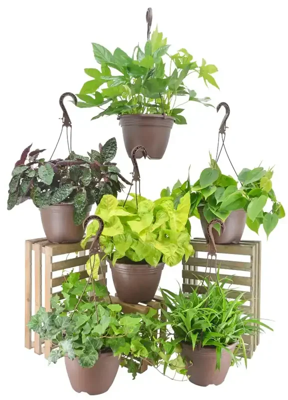 Assorted Hanging Basket – EA