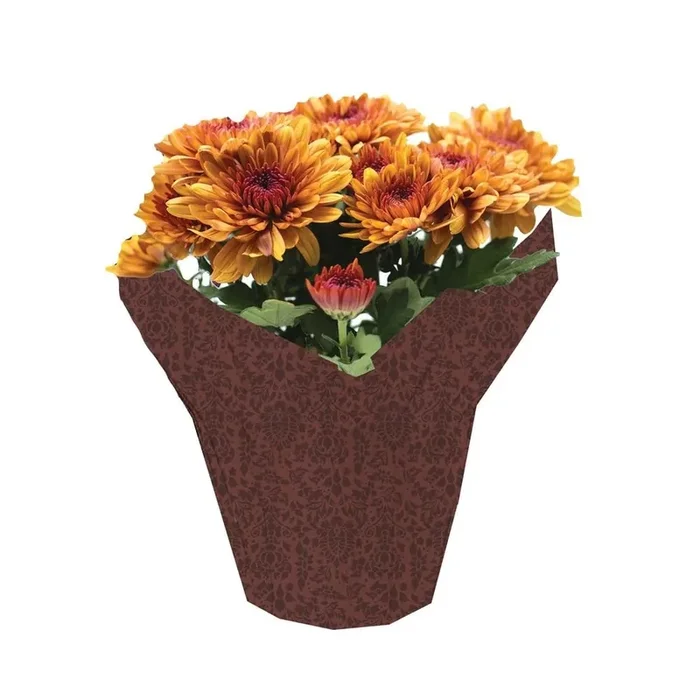 Assorted Mums