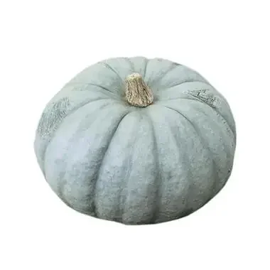 Australian Dreamn Dream Australian Dreamn Blue Pumpkin