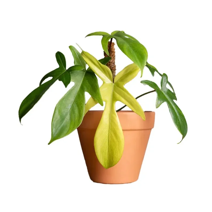 Better-Gro 1.3-GAL PHILODENDRON FLORIDA GHOST