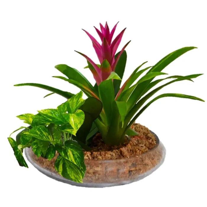 Better-Gro Mixed Bromeliads House plant in
