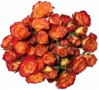 Bloom Haus Delight Orange Rose Boquet