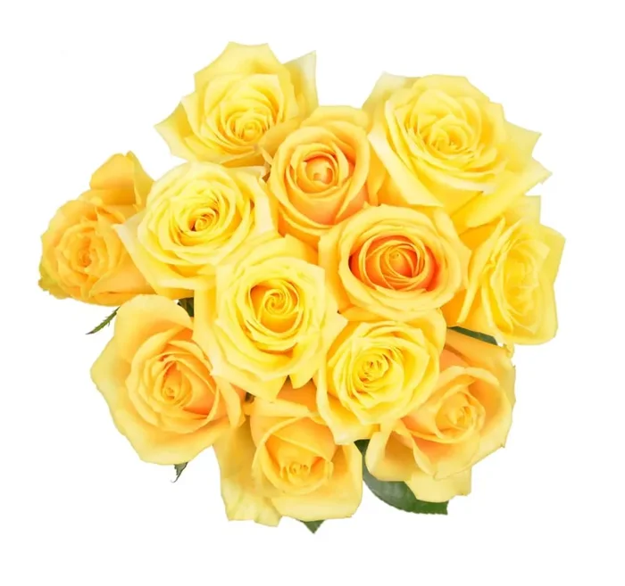 Bloom Haus Dozen Rose Bunch – Yellow