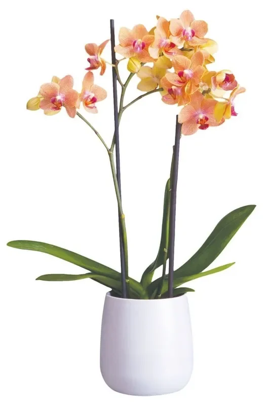 BLOOM HAUS Everyday Orchids