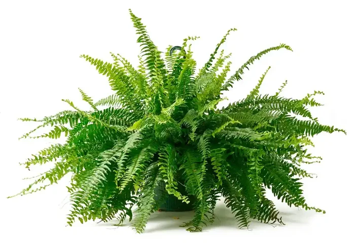Bloom Haus Hanging Boston Fern 10 Inch Pot