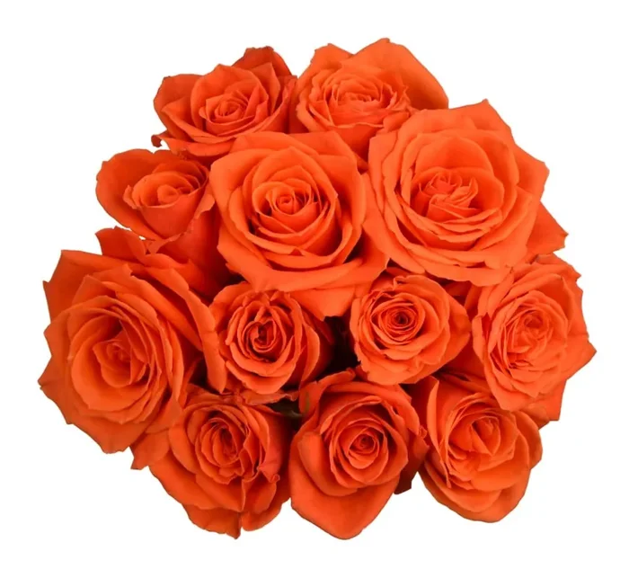 Bloom Haus Orange Roses