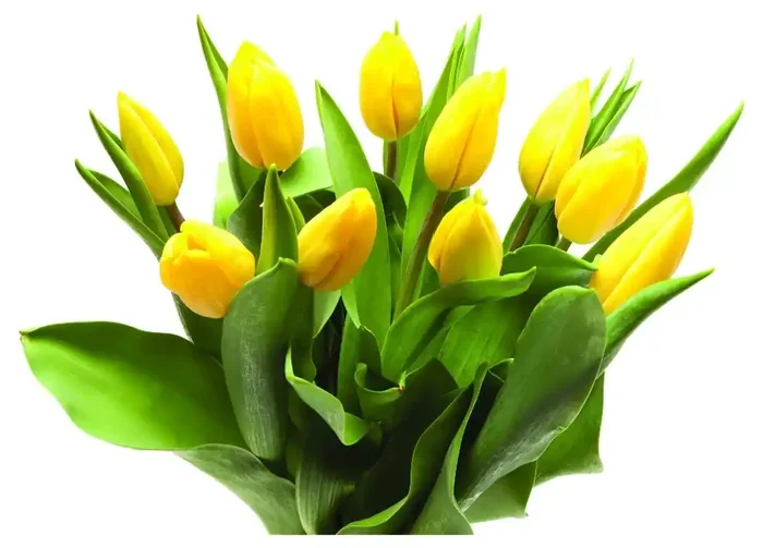 BLOOM HAUS Tulips (Assorted Colors Available)