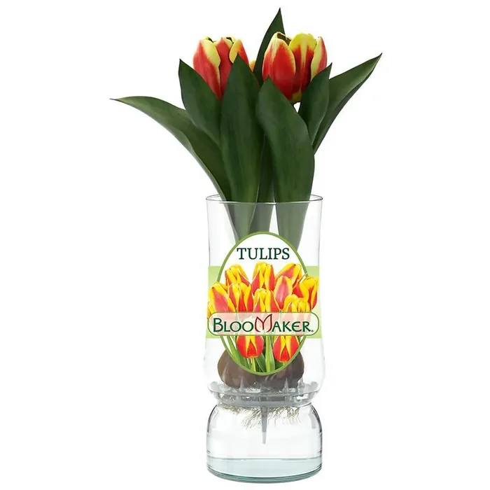 Bloomaker Easter Tulips in Glass
