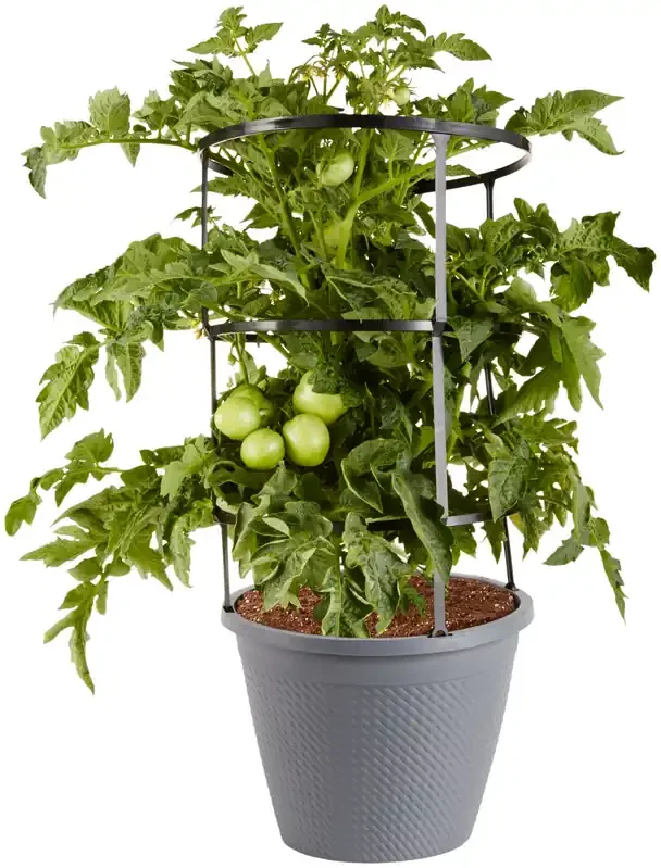 Bonnie 11″ Generic Cage