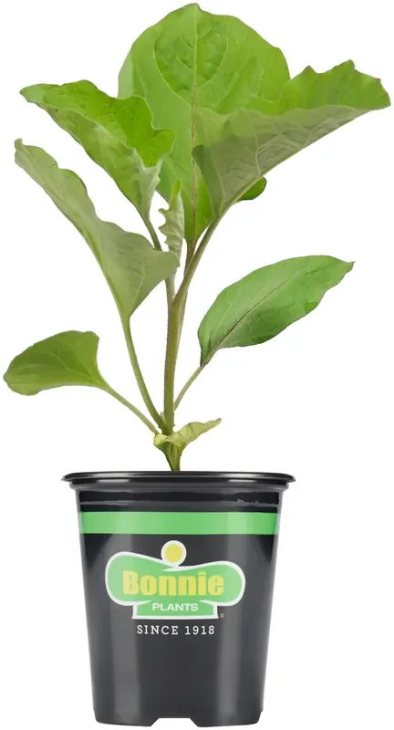 Bonnie 4.5‘‘ Plastic Green Cauliflower-