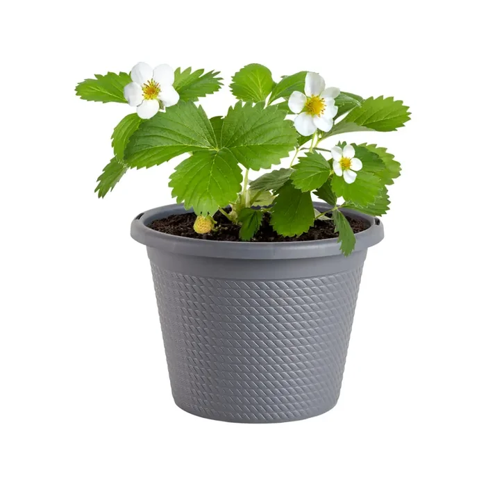 Bonnie 8″ Generic Round