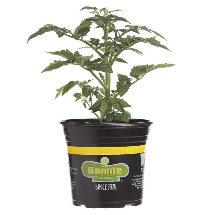 Bonnie Better Bush Tomato Gallon