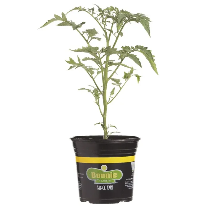 Bonnie Celebrity Tomato Gallon
