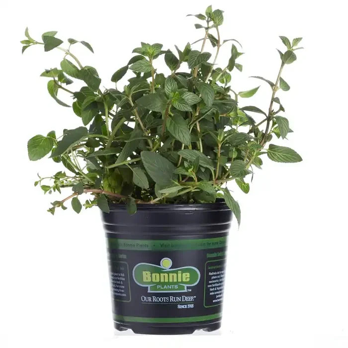 Bonnie Chocolate Mint Gallon