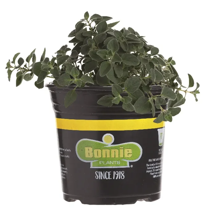 Bonnie Greek Oregano Gallon