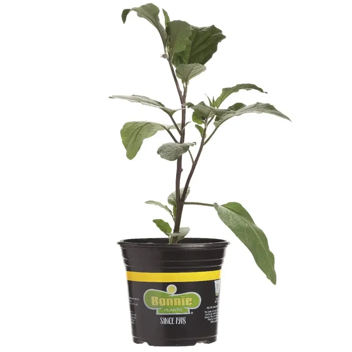 Bonnie Ichiban Eggplant Gallon