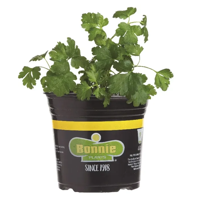 Bonnie Italian Flat Parsley Gallon