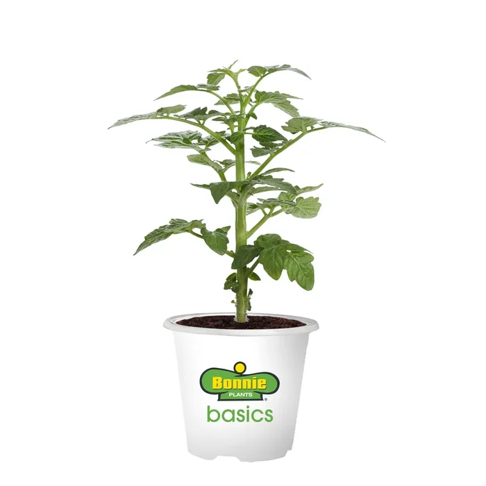Bonnie Plants 3.5″ Tomato – Husky Cherry Red