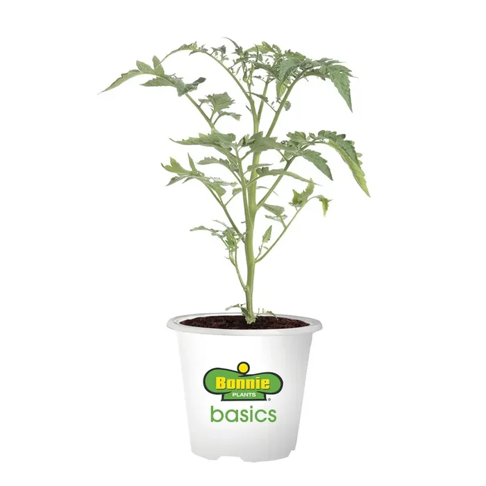 Bonnie Plants 3.5″ Tomato – Roma