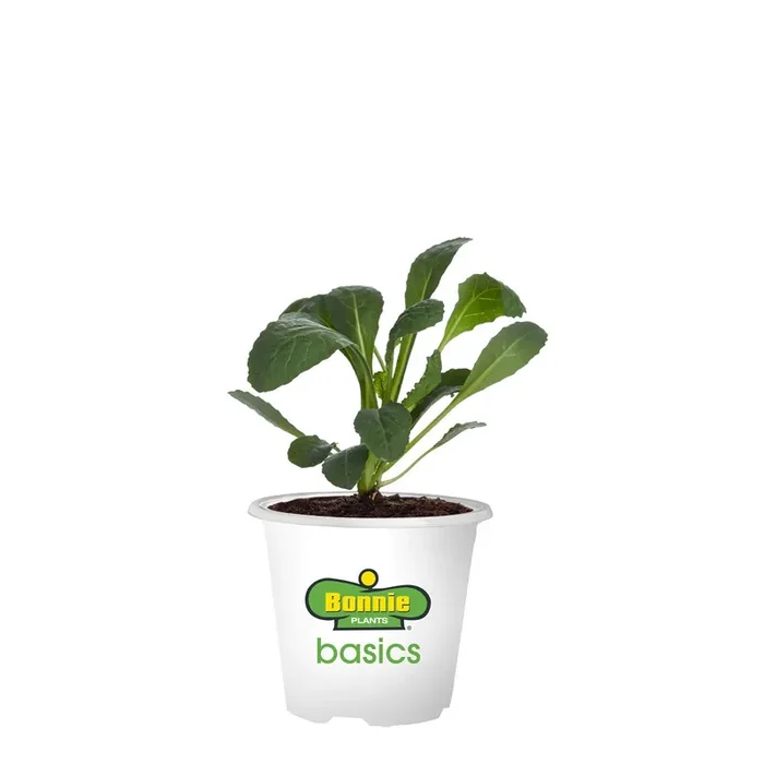 Bonnie Plants 3.5‘‘ Cabbage – OS Cross