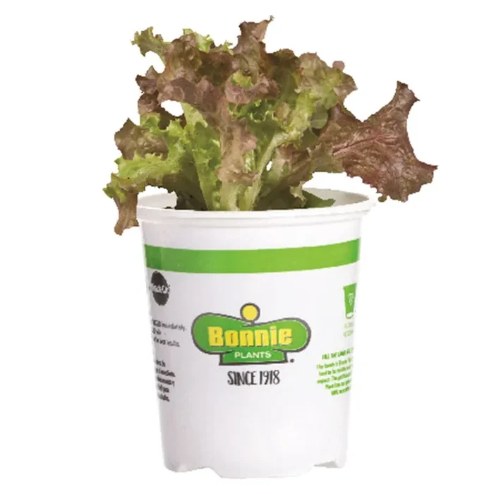 Bonnie Plants 4.5‘‘ Lettuce – Red Sails