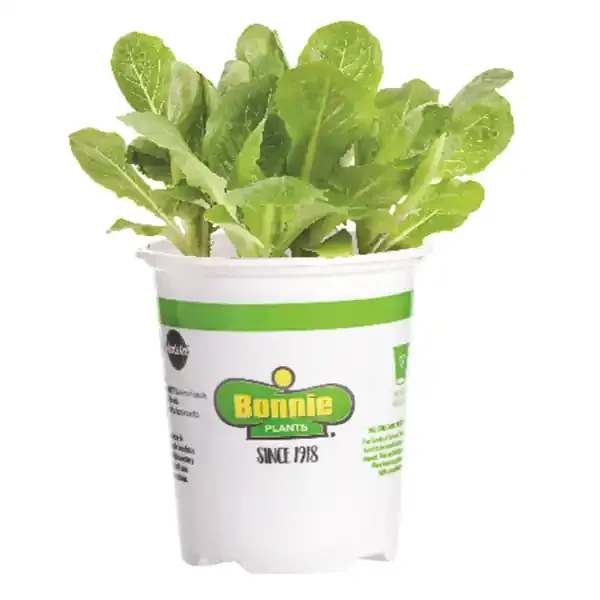 Bonnie Plants 4.5‘‘ Lettuce – Romaine Green