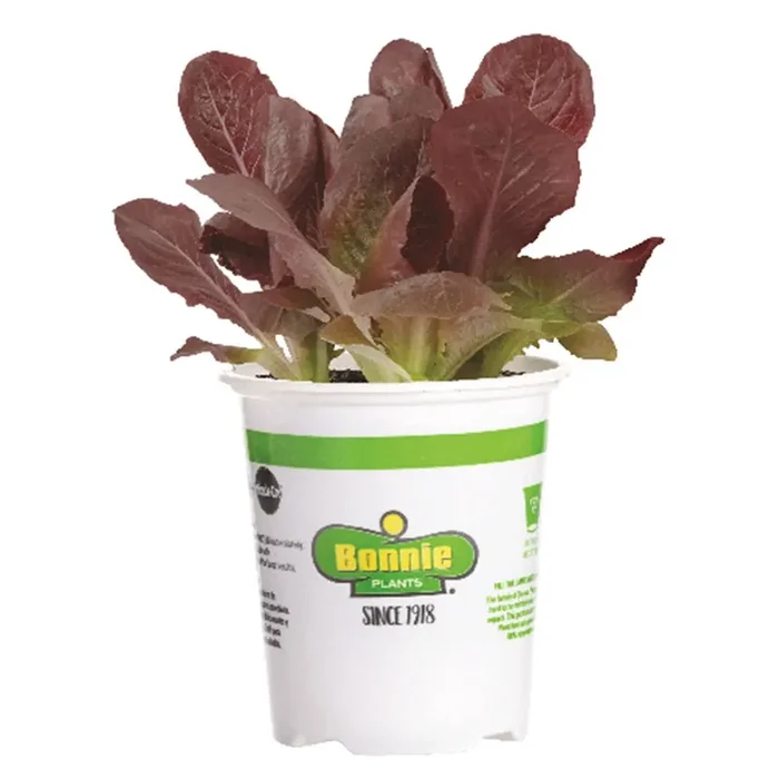Bonnie Plants 4.5‘‘ Lettuce – Romaine Red