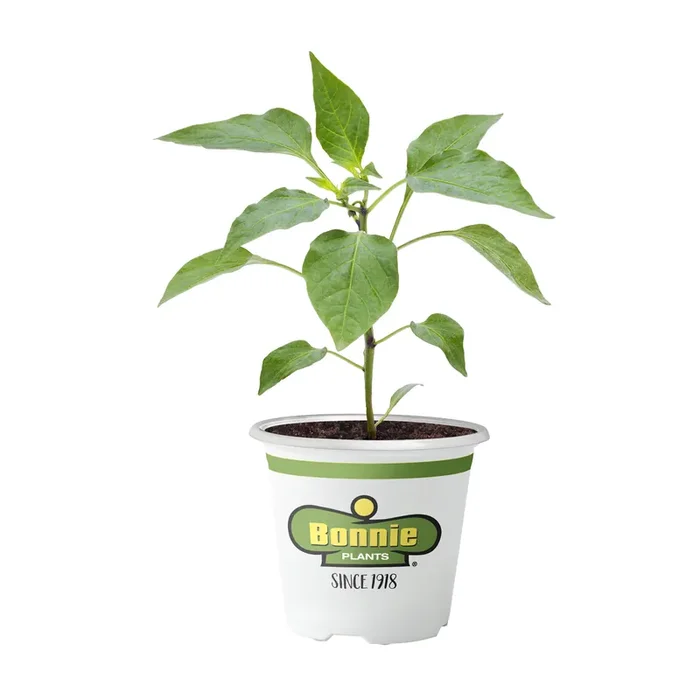 Bonnie Plants 4.5‘‘ Pepper – Ornamental Purpleflash