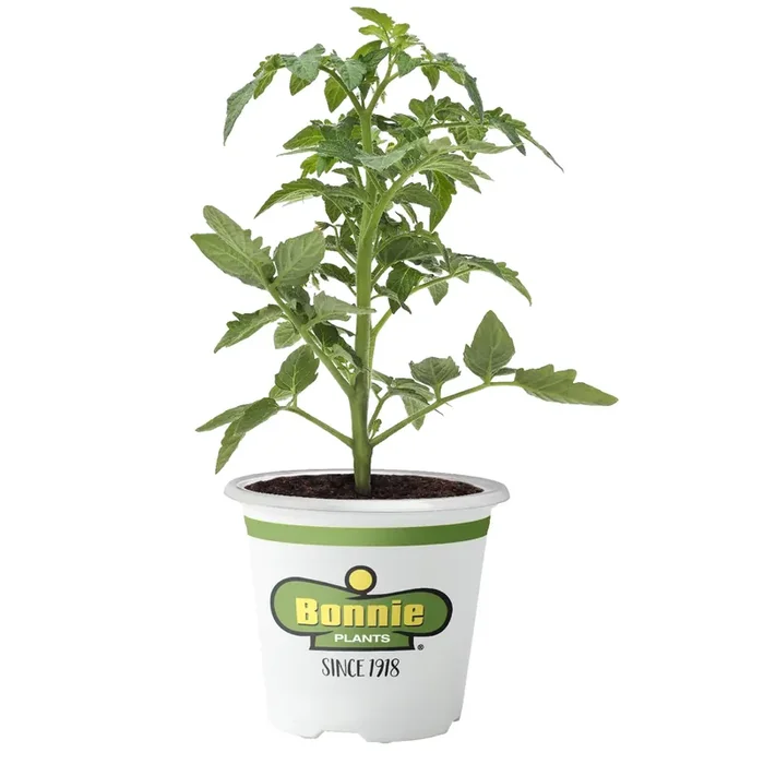 Bonnie Plants 4.5‘‘ Tomato – Summer Set