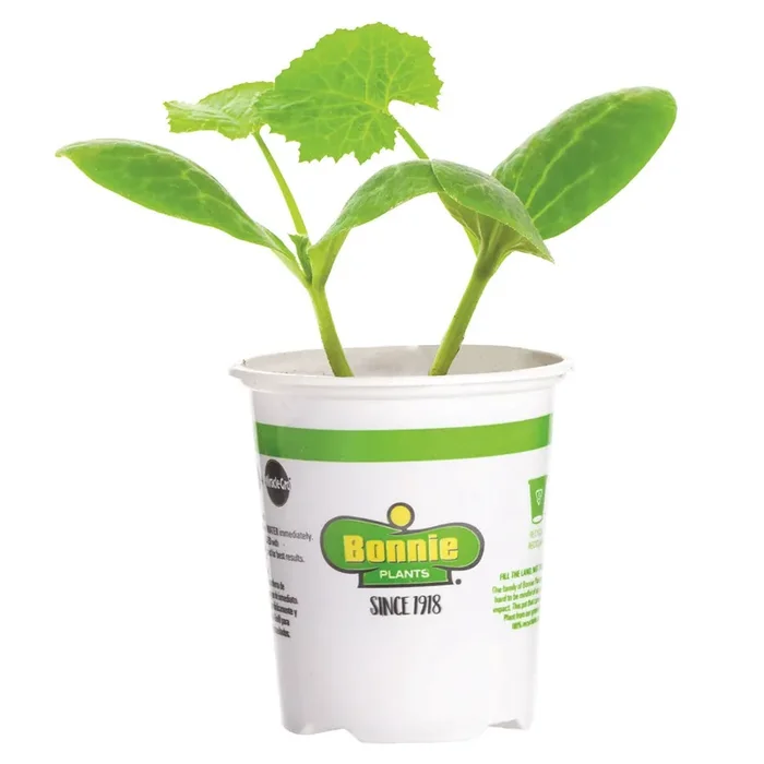 Bonnie Plants 4.5‘‘ Watermelon – Yellow Meat