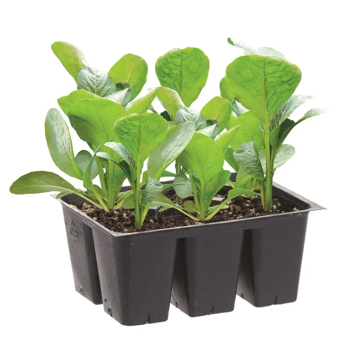 Bonnie Plants Broccoli-Lieutenant (Spri
