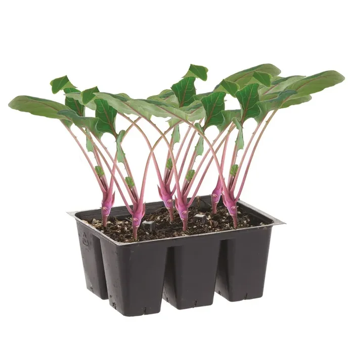 Bonnie Plants Kohlrhabi – Purple