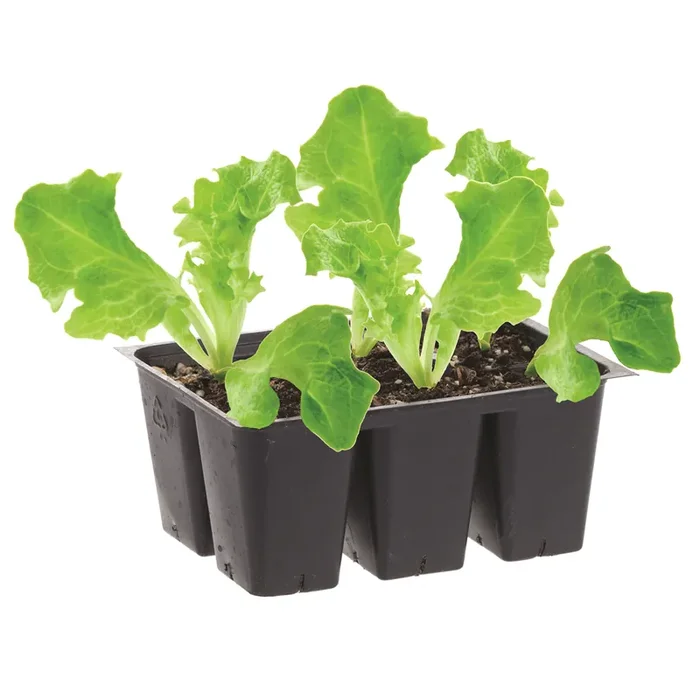 Bonnie Plants Lettuce – Green Leaf