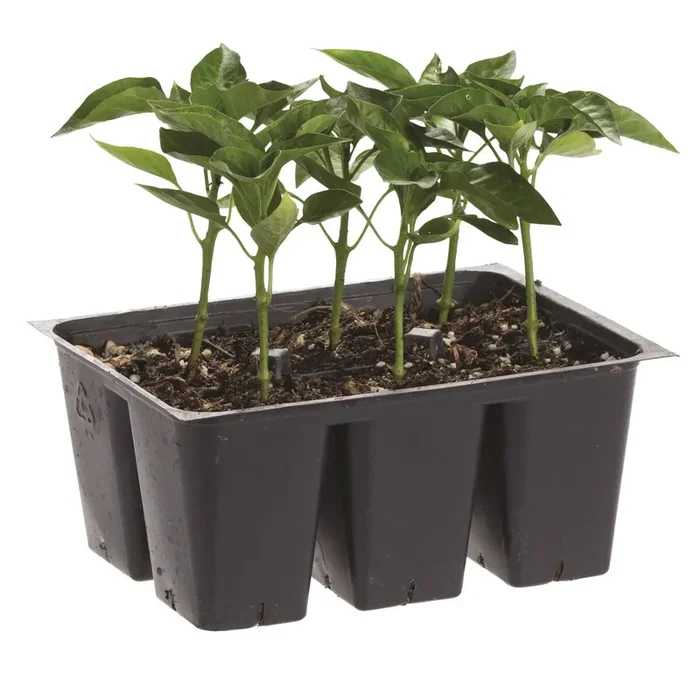 Bonnie Plants Pepper – Red Bell