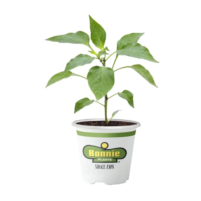 Bonnie Plants Pepper Fresno Chili