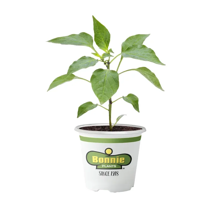 Bonnie Plants Pepper Gypsy