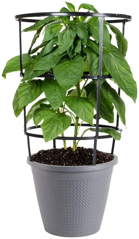 BONNIE PLANTS Pepper-Jalapeno Hot