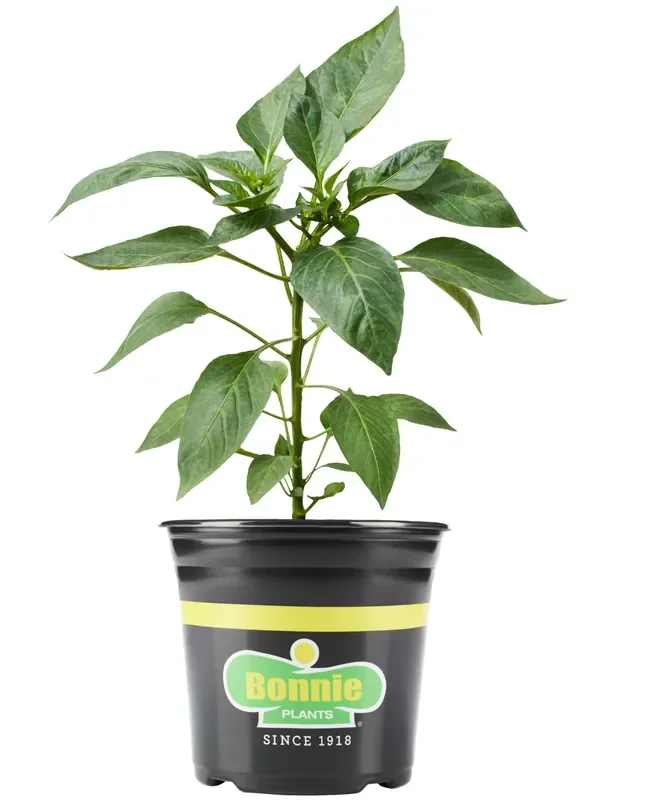 BONNIE PLANTS Pepper Pepper