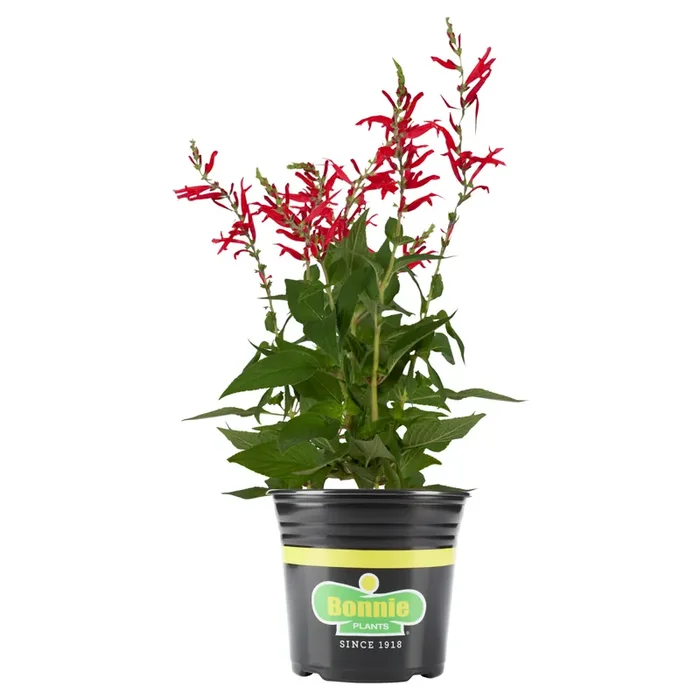 Bonnie Plants Pineapple Sage