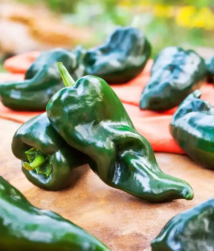 Bonnie Plants Poblano-Ancho Pepper