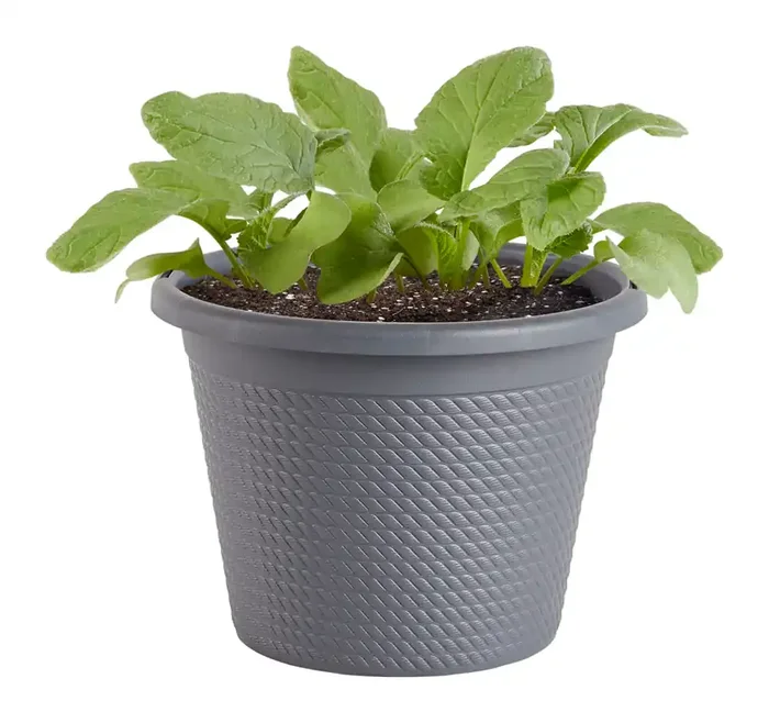 Bonnie Plants Red Radish