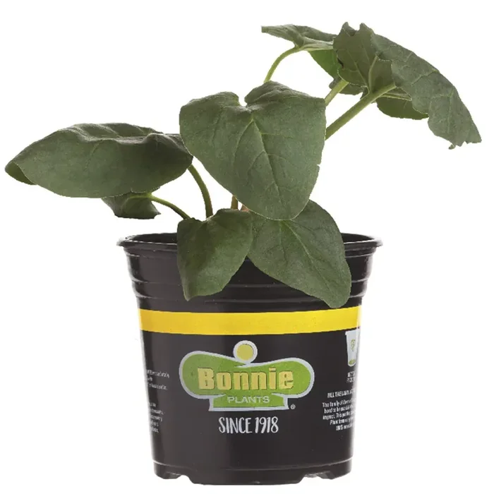 Bonnie Plants Rhubarb