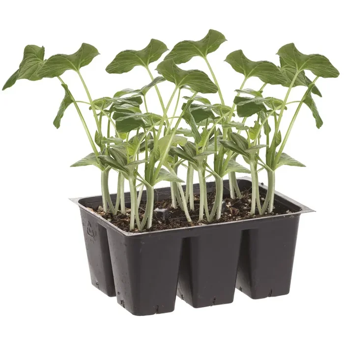 Bonnie Plants Squash – Straightneck